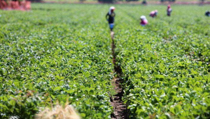 FG targets 50% agric sector contribution to GDP in 10 years