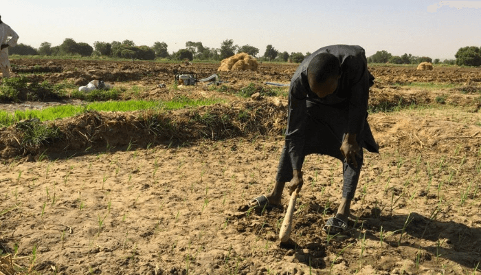 Nigeria’s Agriculture Agenda