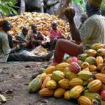 Recent rainfall to boost Nigeria’s cocoa harvest