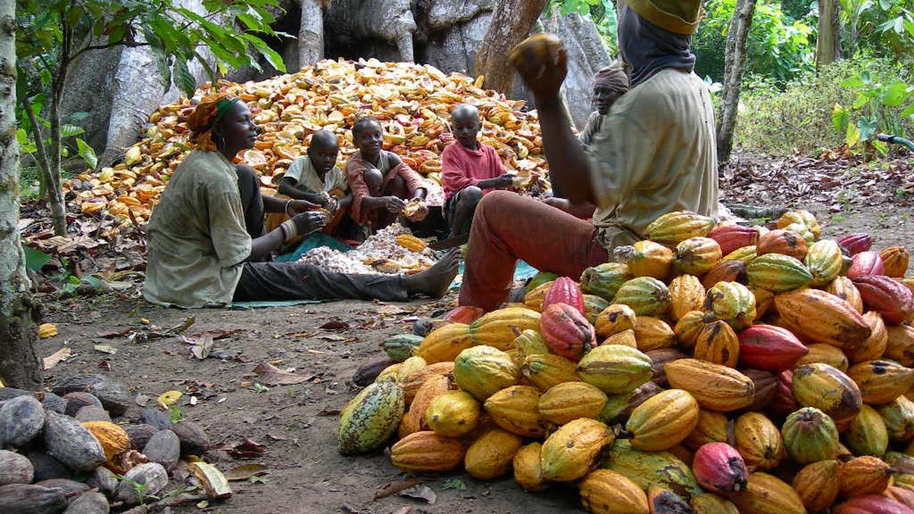 Recent rainfall to boost Nigeria’s cocoa harvest