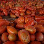 OCP Africa, Syngenta Foundation collaborate to boost Nigeria’s tomato productivity