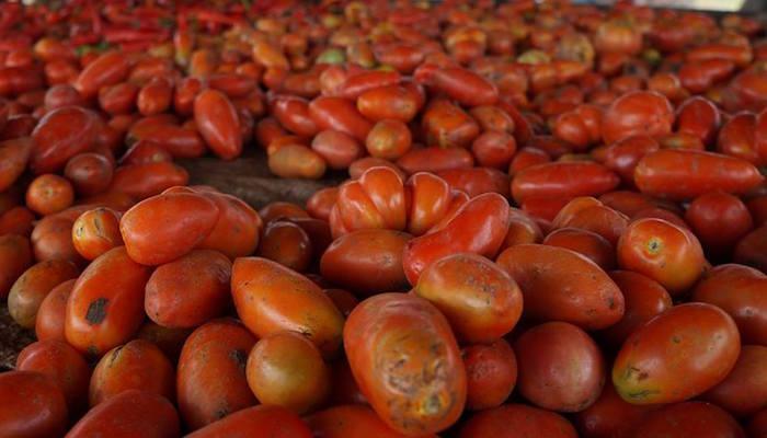 OCP Africa, Syngenta Foundation collaborate to boost Nigeria’s tomato productivity