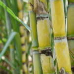 sugarcane