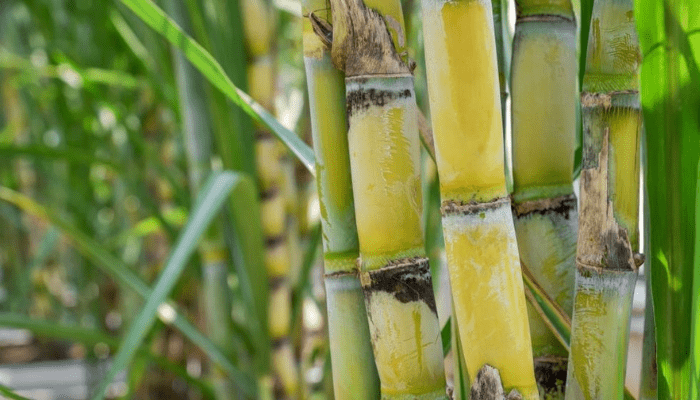 sugarcane