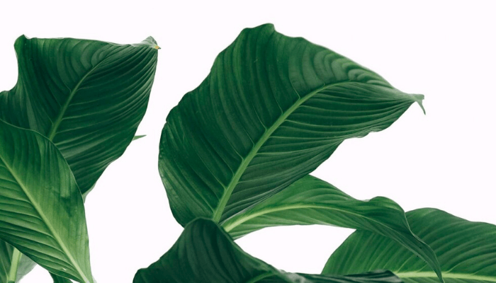 Green Beauty in Africa