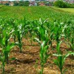 Agroecology in Africa