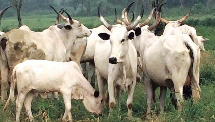 Slow take-off of livestock plan worsens woes of farmers, herders