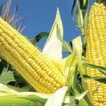 HarvestPlus, farmers canvass market for vitamin A maize