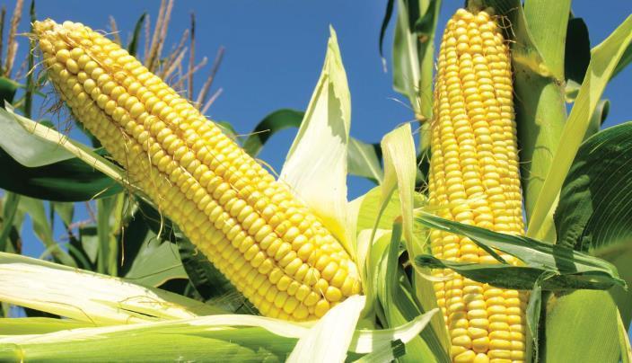 HarvestPlus, farmers canvass market for vitamin A maize