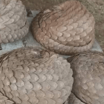 Pangolins