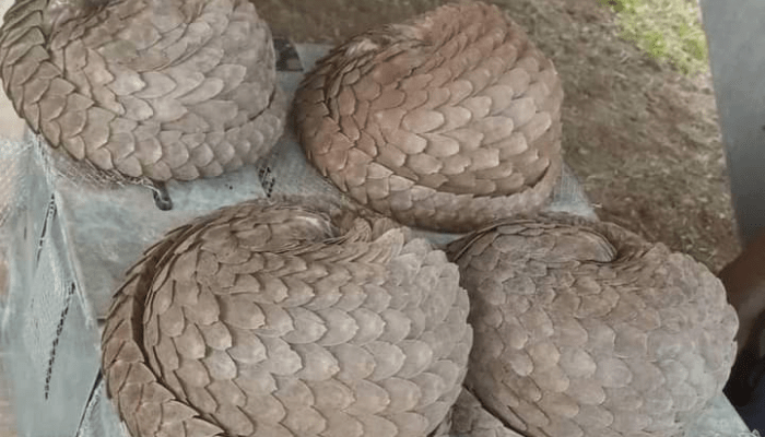 Pangolins