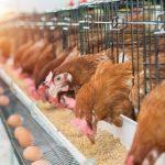 Poultry farmers alert to product price increase ahead of Christmas