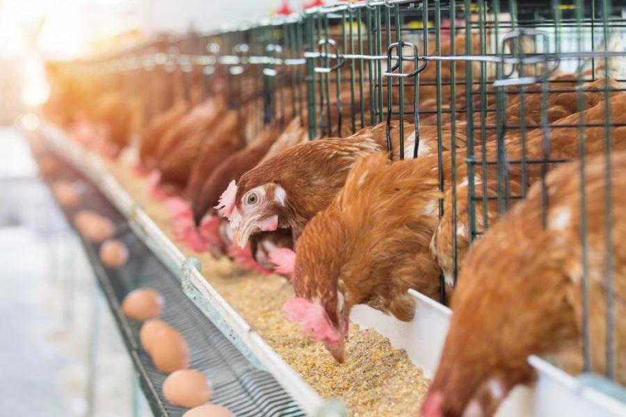 Poultry farmers alert to product price increase ahead of Christmas