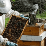 A Bee farmer