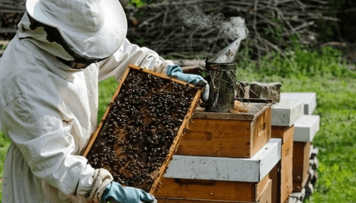 A Bee farmer
