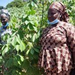 Cassava Seed entrepreneurs
