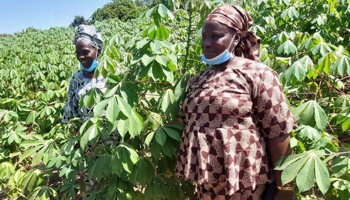 Cassava Seed entrepreneurs