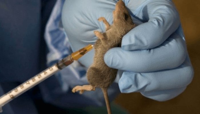 Lassa fever