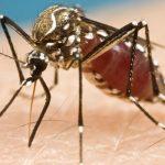 Rising oil prices, shipping hitches worsen malaria in Nigeria