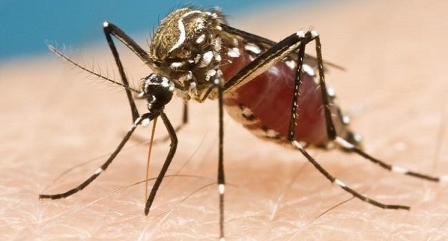 Rising oil prices, shipping hitches worsen malaria in Nigeria