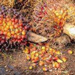 palm oil imports in Nigeria