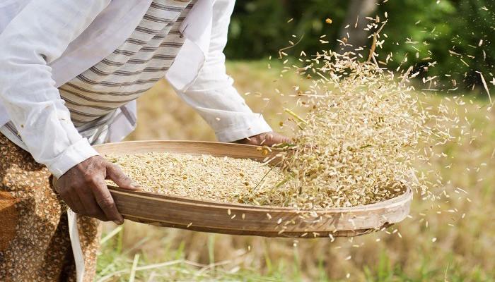 Take pride in rice farming, Anambra farmer urges youths