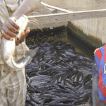 Nigeria's fish production
