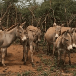 donkeys