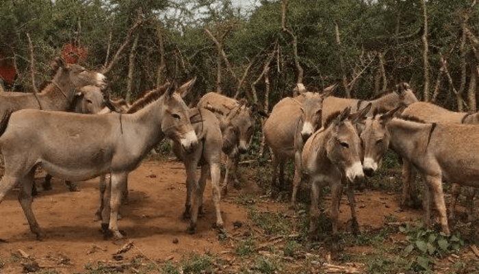 donkeys