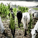 Farmers-herders clash in Taraba