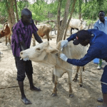 cattle vaccination in Nigeria