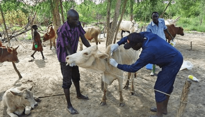 cattle vaccination in Nigeria