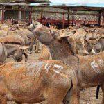 donkeys