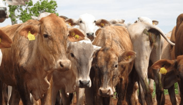 Ruminant industry is Nigeria’s hidden goldmine, says Tawose