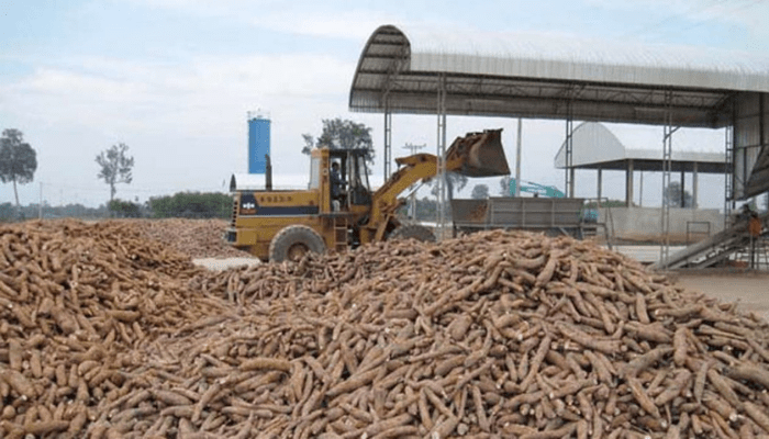 Nigeria's cassava
