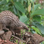 pangolin