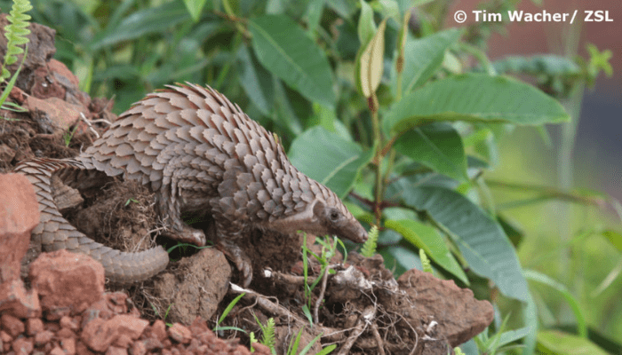 pangolin