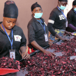 hibiscus industry