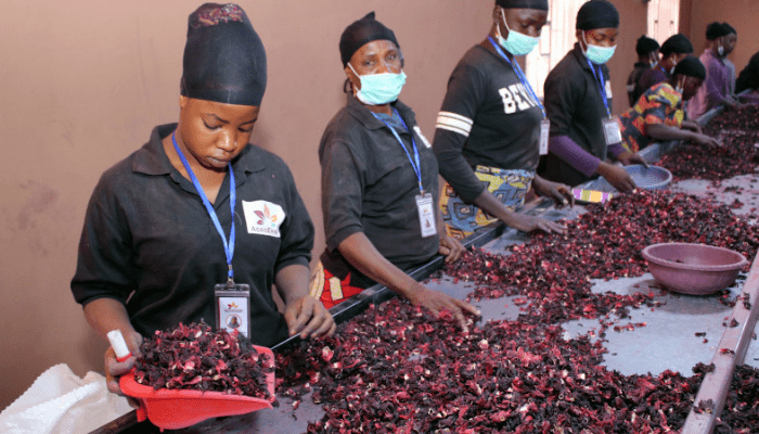 hibiscus industry