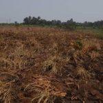 burnt-cassava-farm