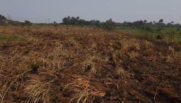 burnt-cassava-farm