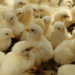 day-old chicks
