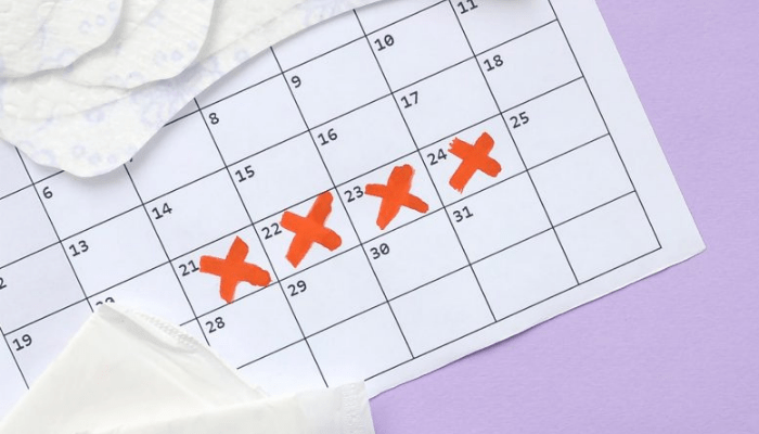 ovulation and menstrual cycle