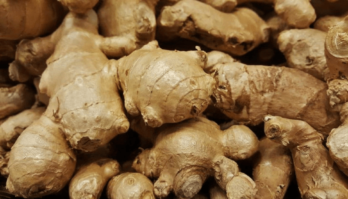 Ginger farming