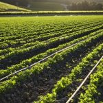 KTN-agric