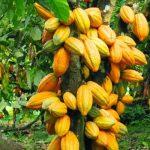 GestPoint unveils Cocoa RepubliQ, assures land buyers of good returns