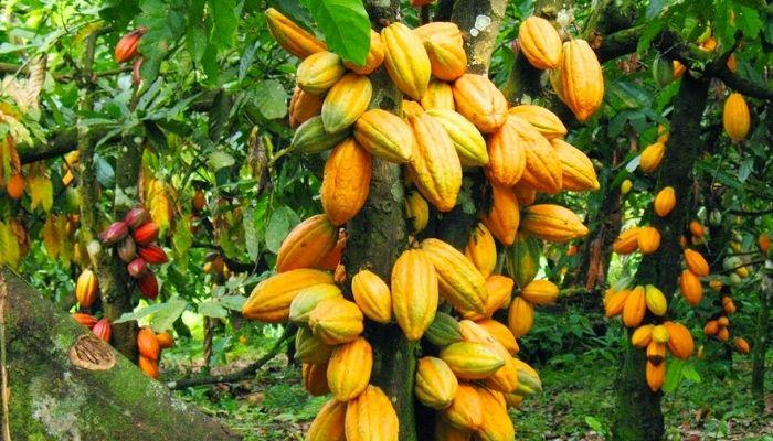 GestPoint unveils Cocoa RepubliQ, assures land buyers of good returns