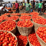 tomato prices