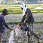 fertilizer subsidy