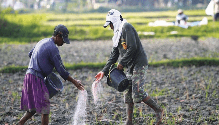 fertilizer subsidy
